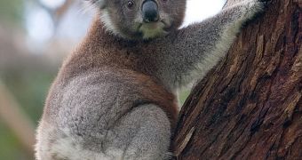 Koala males can produce sounds pitched 20 times lower than what you would expect to hear from an animal of its size