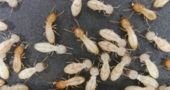 Coptotermes acinaciformis termites form huge colonies that contain many aggressive soldiers, which can be a threat to the smaller Cryptotermes secundus colonies