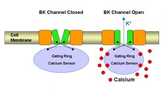 Illustration demonstrates how the BK channel sensor opens a gateway in the cell membrane to allow a flow of ions through the channel