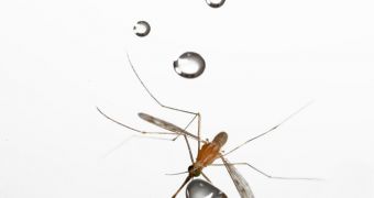 Mosquitoes are well equipped to resist flying through rain
