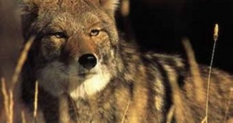The adaptable coyote, usually considered a carnivore, will also eat berries