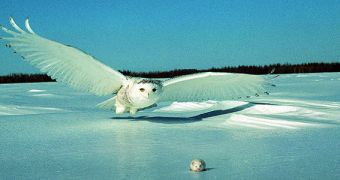 Special plumage allows owls to fly silently