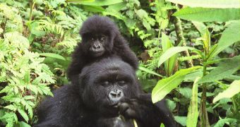 Mother and infant gorilla spotted in Volcans National Park, Rwanda