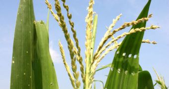 Maize evolved from an unremarkable plant called teosinte