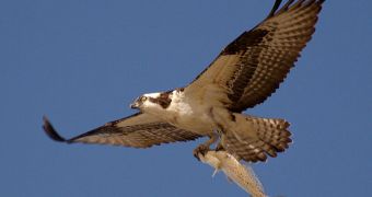 Osprey carrying a freshly captured fish