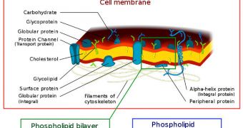 The cell membrane, also called the plasma membrane or plasmalemma, is a semipermeable lipid bilayer common to all living cells