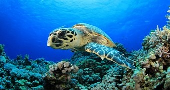 Hawksbill sea turtles are now in danger of going extinct