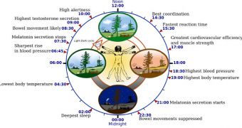 The most important stages of the human circadian rhythm