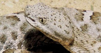 Head of a Mexican Ridged Nosed Rattlesnake with one of two distinctive cranial pits visible between the nostril and eye