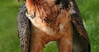 The bearded vulture has a silvery sheen on its wings, which should in fact be black