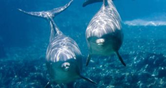 Dolphins can generate up to 200 clicks per second, thanks to a special structure in their noses - humans can manage three to four per second tops