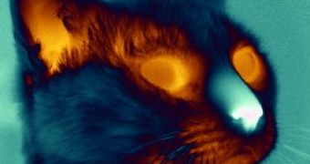 Infrared image of a cat