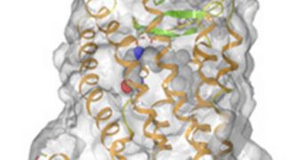 Scientists designed genetically encoded probes to examine the workings of proteins