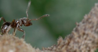 Trees and ants cooperate more closely during droughts, new study finds