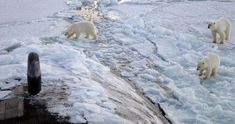 By 2050, polar bears may disappear from their natural habitats