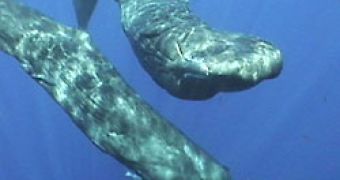 Sperm whales are amongst the champs of diving
