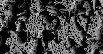 A scanning electron micrograph of wood that has been decayed by white rot