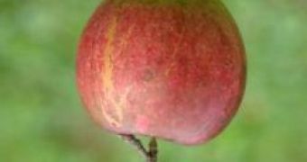 An apple made of antimatter could fall upwards, for example