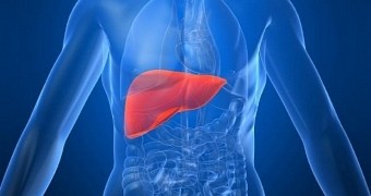 Researchers say tonsils could one day be used to treat liver damage