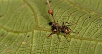 This ant fell prey to a fungus, which forced it to cling on to a leaf, and then used it as a host to spread its spores