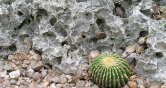 Some cactus species live in symbiosis with bacteria that allow them to drill through barren rocks