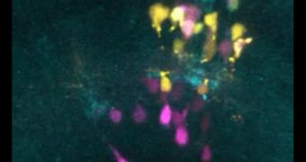 Snapshot from a video showing the development of zebrafish retinas