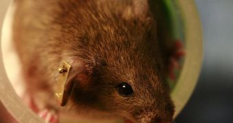 CSHL experts are using lab mice to understand how the brain produces acoustical maps of its surroundings