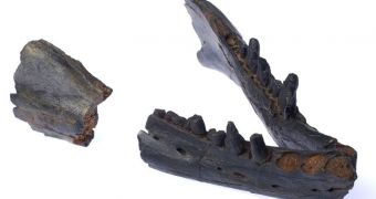 This is the fossilized jaw of Janjucetus hunderi
