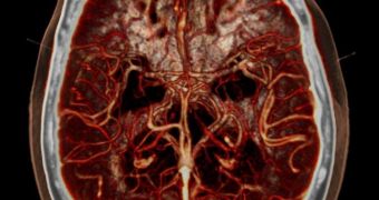 The vagal nerves play a huge role in the link between the brain and the heart