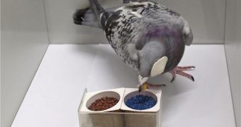Pigeon undergoing test to measure its brain hemispheres' ability to communicate with each other