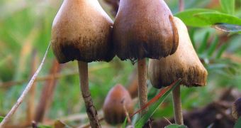Psilocybin can be isolated from P. semilanceata