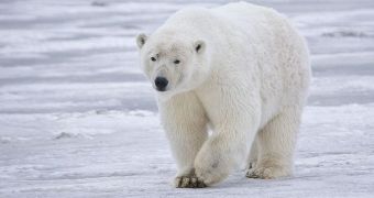 How the Polar Bear Emerged