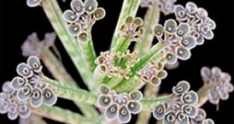 The houseplant "mother of thousands" makes the tiny plantlets that drop from the edges of its leaves