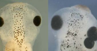 When scientists injected a specific enzyme into frog embryos, the tadpoles grew an extra eye (right image). The left image: normal tadpole eye development.