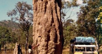Australian termite mound