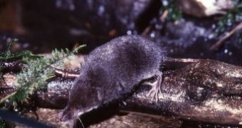 Diving European water shrew (Neomys fodiens)