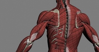 Scientists find novel way to make muscles grow