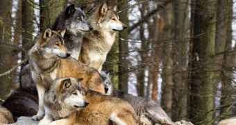 Computer program helps researchers identify wolves using nothing but recordings of their howls