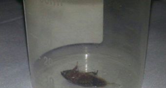 The cockroach removed from the man's ear canal