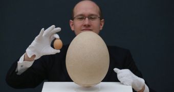 Fossilized elephant bird egg is auctioned off in London