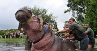 Veterinarians in Zimbabwe sedate and blindfold a hippo in order to treat it