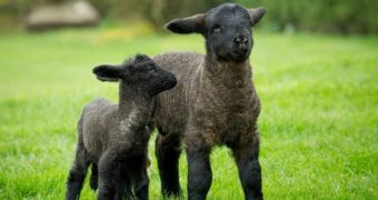 Goliath is three times the size of a normal lamb