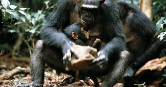 Chimps cracking nuts with stone "hammers"