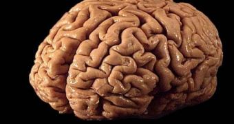 Researchers map entire human brain in 3D