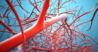 Human Scar Cells Successfully Used to Create New Blood Vessels
