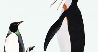 The two new, extinct species, the giant penguin Icadyptes salasi (right) and Perudyptes devriesi (left) are shown to scale with the only extant penguin inhabiting Peru, Spheniscus humbolti (center)