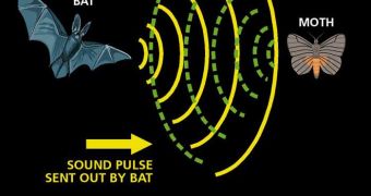 Bat echolocation
