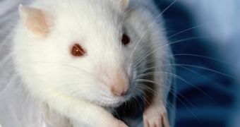 Lab rats with spinal injuries feel better after injected with stem cells