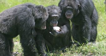 Humans and primates share the same feeding habits, which originate from a common source