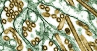 Human to Human Transmission of Bird Flu Not Likely